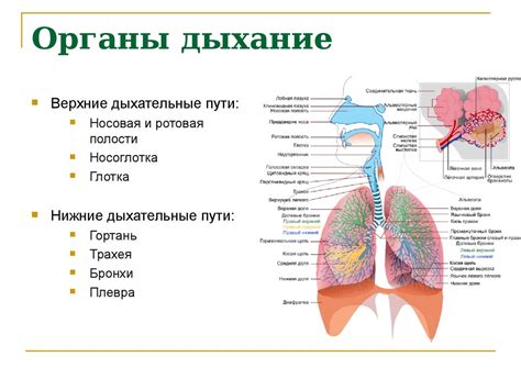 Ускорение кровообращения и улучшение дыхательной функции