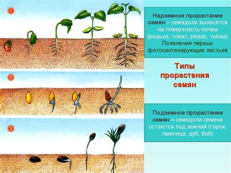 Ускорение начала прорастания семян моркови