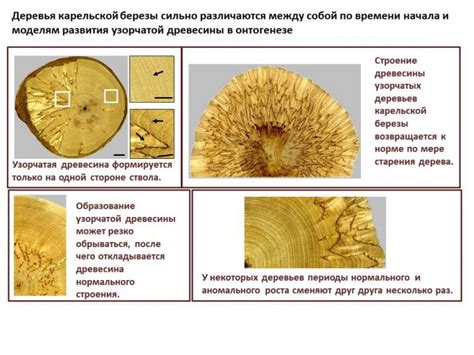 Условия, необходимые для успешного развития карельской березы