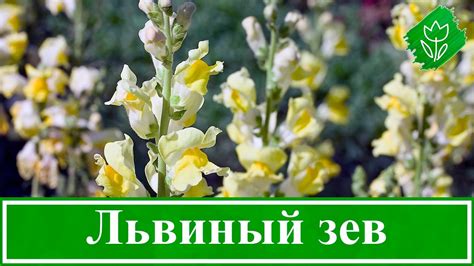 Условия идеального роста для львиного зева: оптимальное окружение и подходящие условия