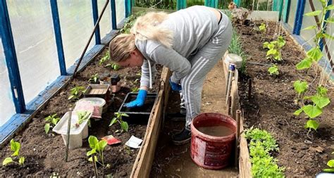 Успех посадки моркови и чеснока в одном грядке: эффективные сочетания и рекомендации