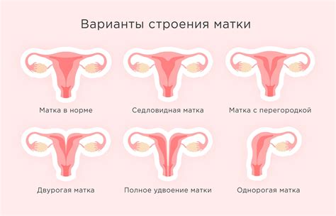 Установление зародыша в полости матки