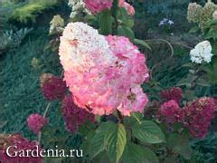 Устойчивость гортензий к воздействию ветра и холода: правильное определение места высадки