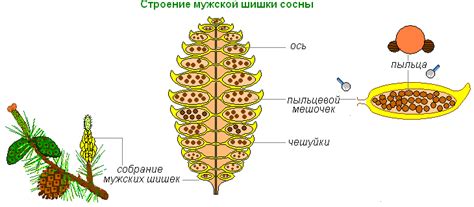 Устройство и роль спор у сосны: особенности анатомии