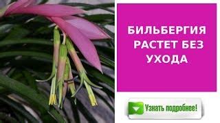 Ухаживайте за этими прекрасными растениями: основные правила полива и подкормки