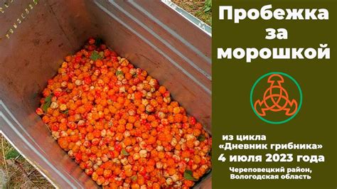 Уход за морошкой: ключевые условия и советы