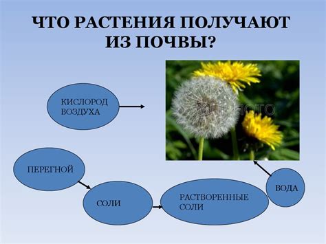 Уход за почвой и выбор грунта для воспитания прекрасных внутренних цветов
