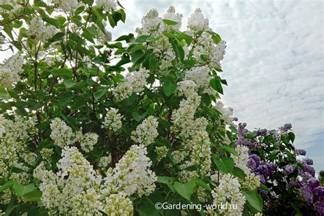 Уход за садовой сиренью: секреты успешного выращивания