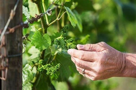 Уход за совместно посаженными киви и виноградом