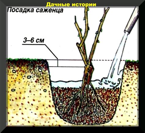 Уход за укореняющимися отпрысками роз в октябре: важные нюансы