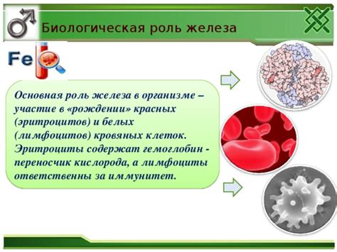 Участие в образовании красных кровяных клеток