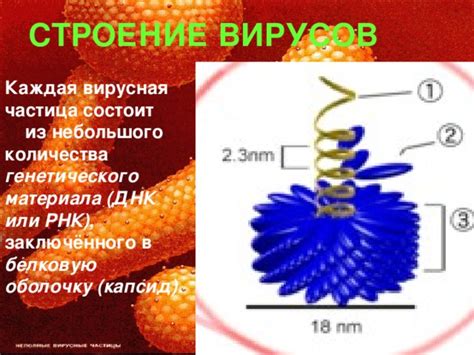 Участие генетического материала вирусов в процессе синтеза белков