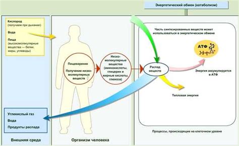 Участие придаточков в процессе очищения организма