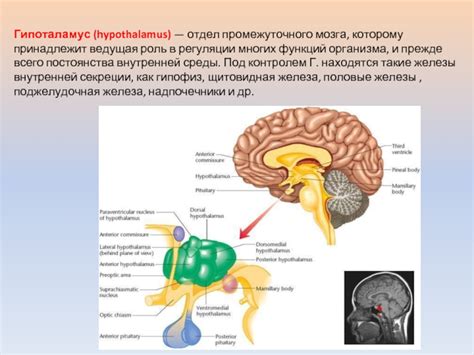 Участие промежуточного мозга в регуляции внутренних процессов организма