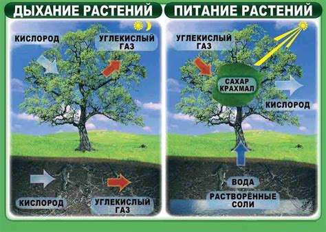 Участие растений в углеродном цикле: влияние дыхания на обмен веществ