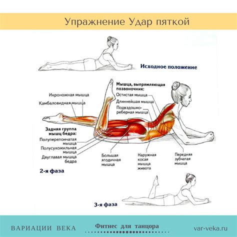 Участие спины в удержании равновесия тазового кольца