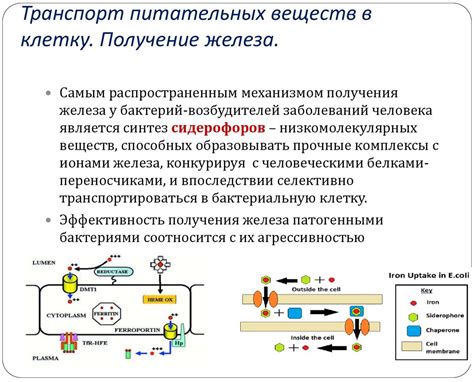 Факторы, влияющие на содержание питательных веществ в миндалях