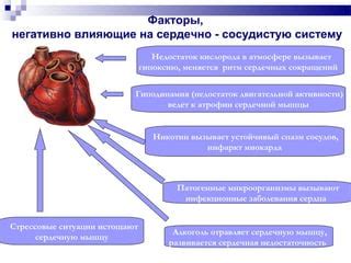 Факторы, влияющие на частоту сердечных сокращений