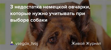 Факторы, которые необходимо учитывать при выборе мяса после укуса собаки