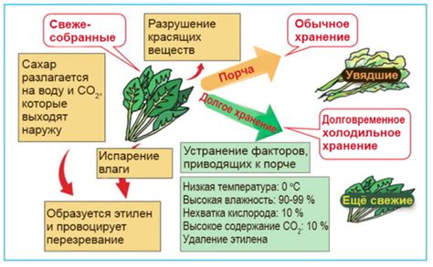 Факторы, приводящие к снижению плодоношения лимона