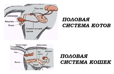 Факторы, способствующие массовому размножению кошек в городе