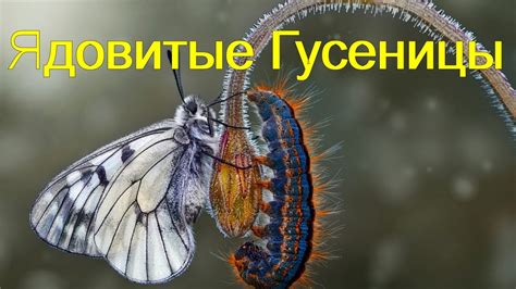 Феномен метаморфоза: удивительное превращение гусениц в крылатых существ