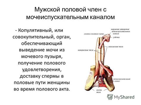 Феномен мужского дополнительного органа: за границами биологической нормы