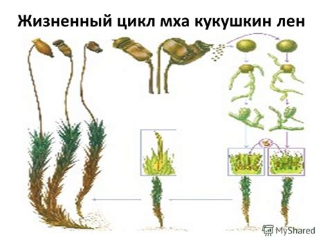 Феномен популяции и распространение потрясающего мха