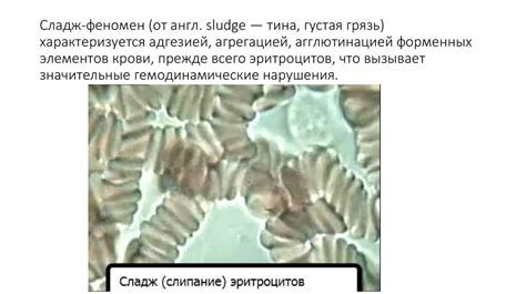 Феномен чувствительности и причины его проявления в мире животных