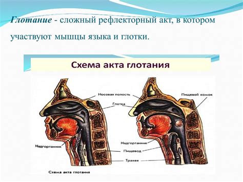 Ферменты в слюне: основные участники процесса деградации крахмала