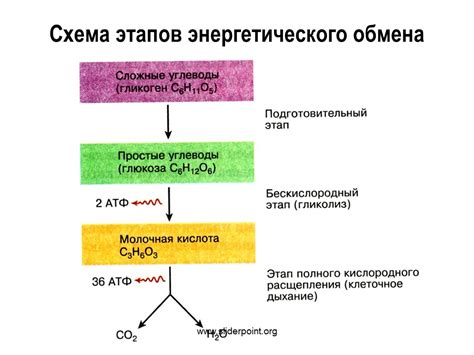 Ферменты и коферменты: контролеры и помощники энергетических процессов в клетке