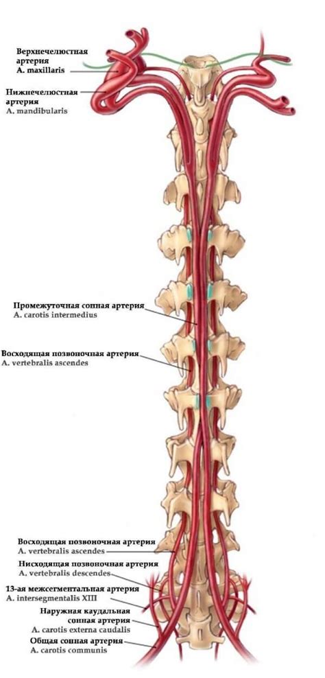 Физиологическая особенность кровообращения