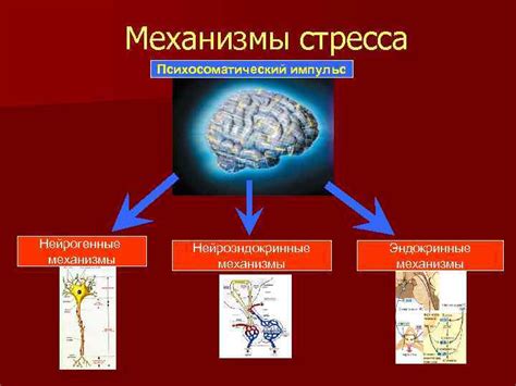 Физиологические механизмы взаимосвязи стресса, депрессии и изменения массы тела