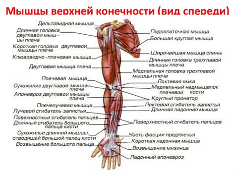 Физиологические механизмы дрожания верхней конечности