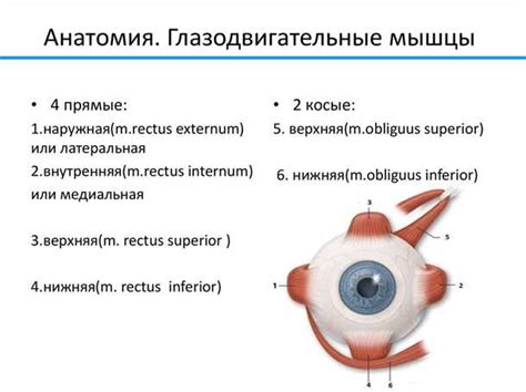 Физиологические особенности глаза и работы его мышц