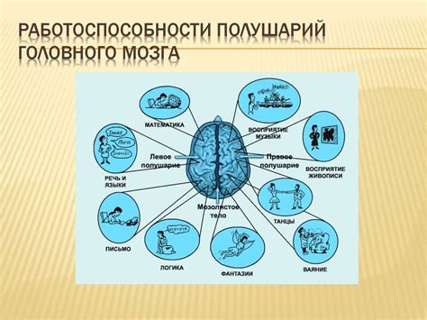 Физиологические особенности левого полушария мозга у представительниц женского пола