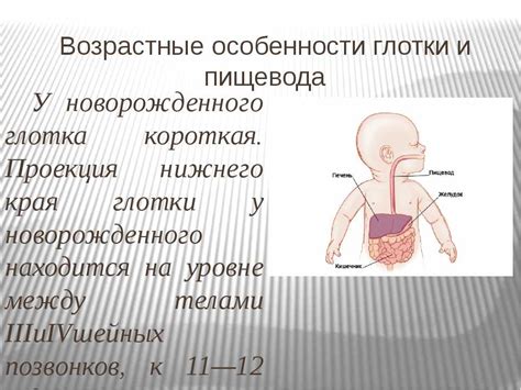 Физиологические особенности пищеварения