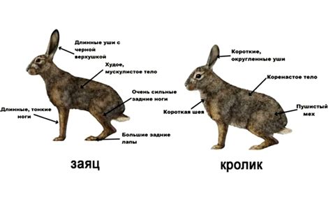 Физиологические особенности предпочтительной руки: взгляд на отличия между левшами и правшами