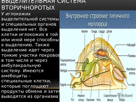 Физиологические особенности работы выделительной системы у представителей кошачьего семейства