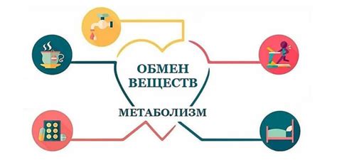 Физиологический аспект: изменение обмена веществ