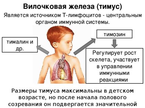 Физиологическое созревание тимуса в детском организме