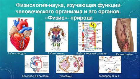 Физиология: сопоставление функционирования органов и систем организмов