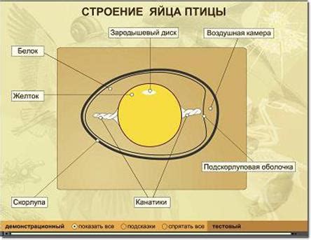 Физиология птицы-производителя яйца