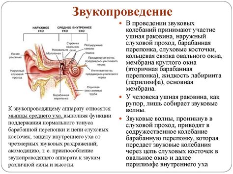 Физиология работы уникального органа: гармония и позиционирование