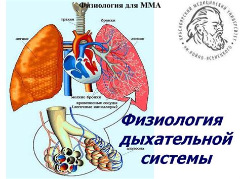 Физиология сна и функционирование дыхательной системы