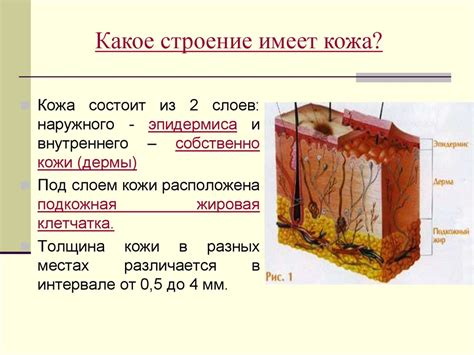 Физические особенности, характеризующие плотную структуру эпидермиса