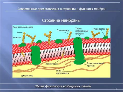 Физические свойства клеточной жидкости: структура и состав