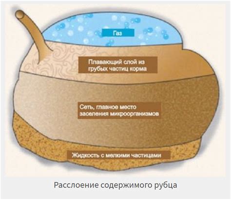 Физические черты, отличающие фуражных и дойных коров