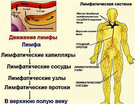 Фильтрация лимфы в лимфатических узлах