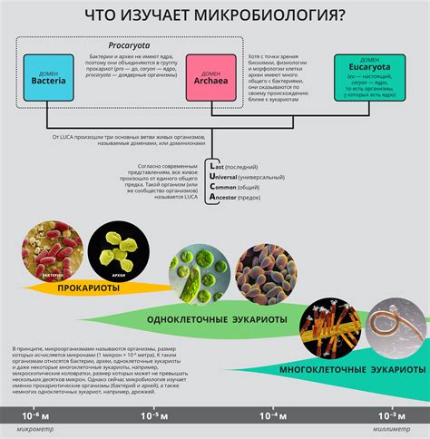 Фитоспорины в микробиологии